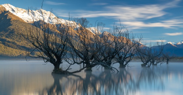 Weidenbäume im Lake Wakatipu in Neuseeland | Credit: iStock.com/CC LIU