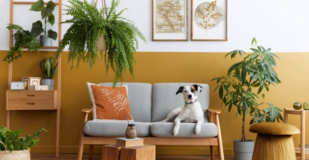 Sofa mit Hund und Pflanzen | Credit: iStock.com/FollowTheFlow