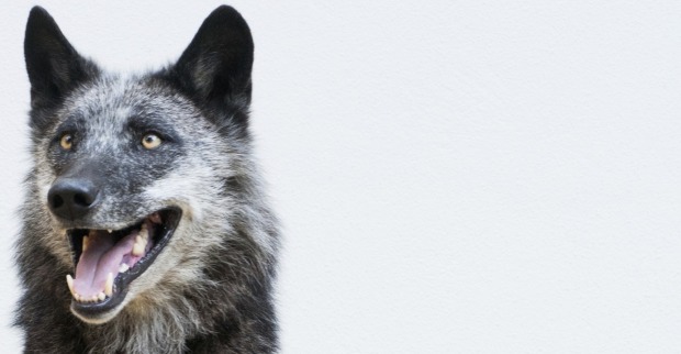 Wolf | Credit: Louise Murray / Science Photo Library / picturedesk.com
