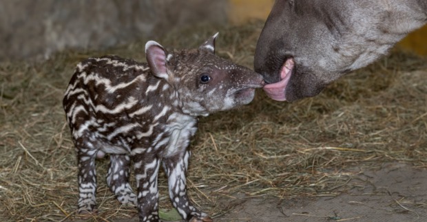 Allererstes Tapirbaby im Zoo Schmiding geboren