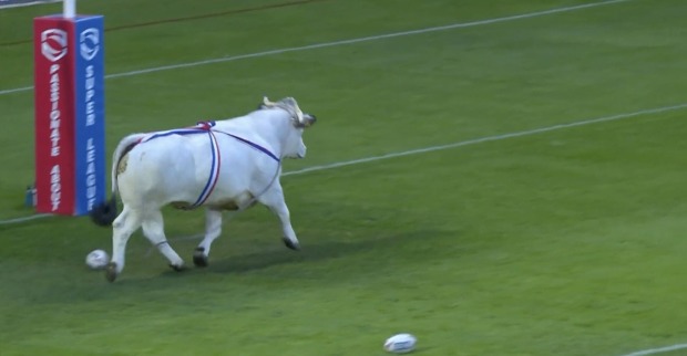 Der weiße Bulle trabt über das Rugby-Spielfeld