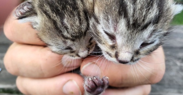 Katzenbabys