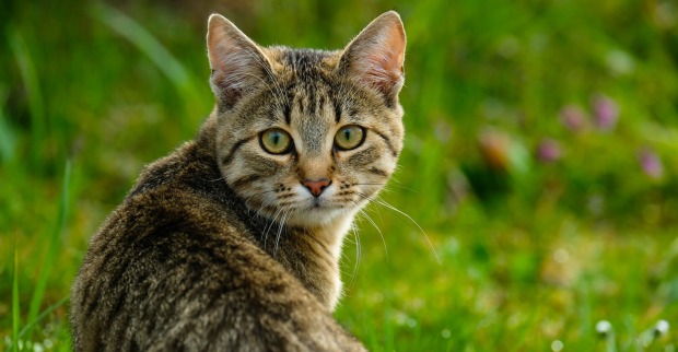 Katze im Freien
