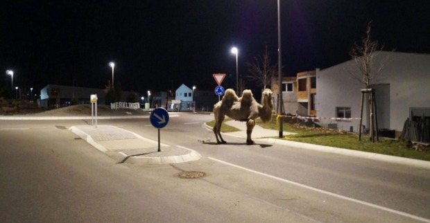 Ein Kamel steht auf den nächtlichen Straßen.