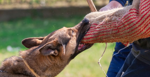 Ein Hund beißt in einen mit Jutte geschützten Arm.