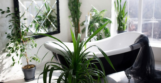 Badezimmer mir Pflanzen | Credit: iStock.com/sergiophoto84