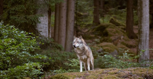 Ein Wolf im Wald.