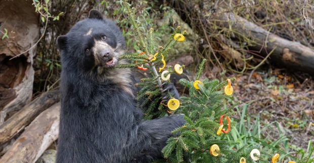Ein Brillenbär frisst die Leckerein vom Weihnachtsbaum.