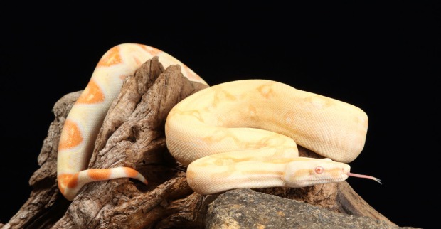 Boa constrictor