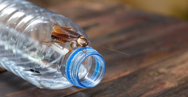 Ein Insekt auf einer leeren Plastikflasche