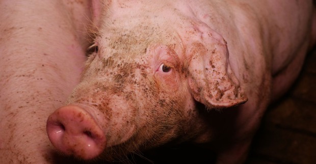 Ein traurig blickendes Schwein.