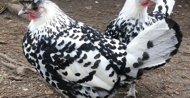 Das Markenzeichen der Appenzeller Spitzhaubenhühner ist ihr auffälliger Kopfschmuck