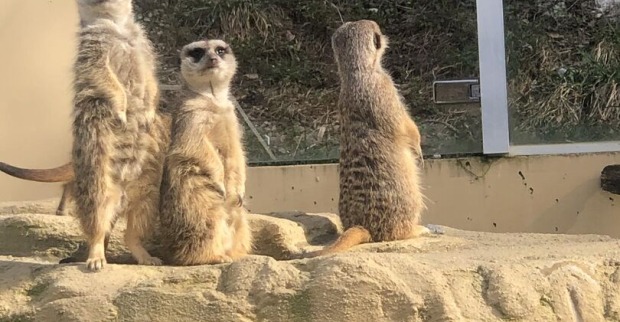 Eine Gruppe von Erdmännchen genießt die Sonnen im Zoo Schmiding.