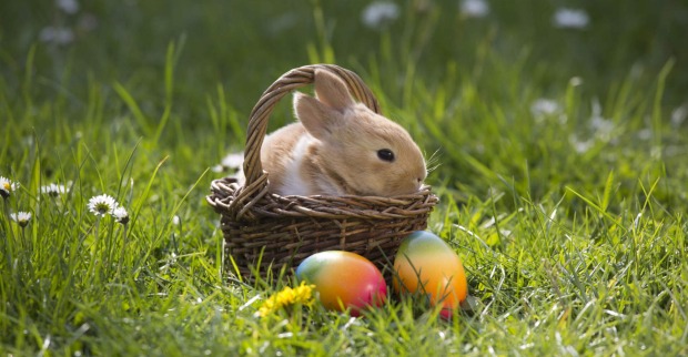 Kleiner Hase sitzt in einem Korb mit Ostereiern, der in einer Wiese steht