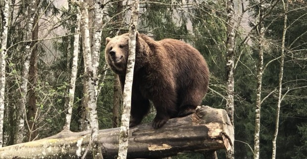 Ein Braunbär sitzt im Wildpark Grünau auf einem Baumstamm. Er kratz seinen Kopf an einer jungen Birke.