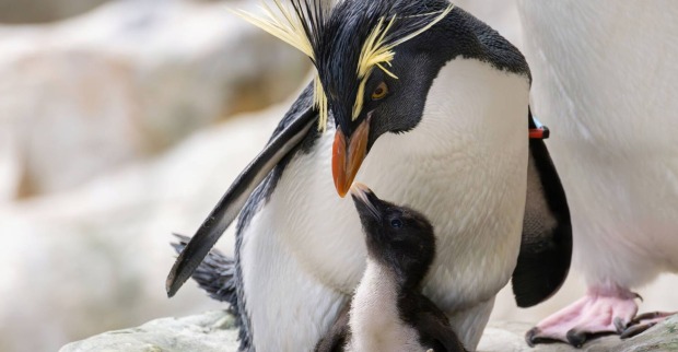 Adulter Felsenpinguin mit Küken