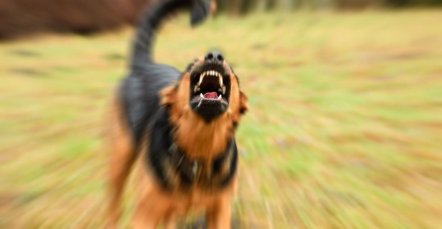 Ein aggressiver braun-schwarzer Hund zeigt die Zähne.