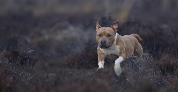 Ein Amstaff läuft in einer Wiese.