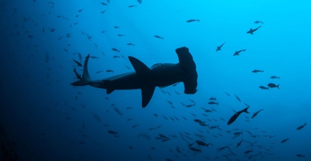Eine Hammerhai schwimmt zwischen Fischen.