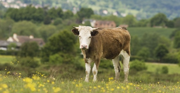 Ein junger Stier auf einer Weide.