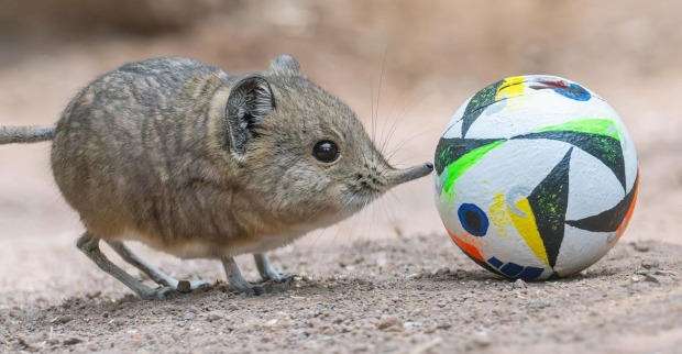 Kurzohrrüsselspringer mit einem Ball.