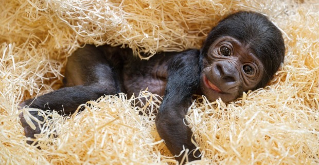 Gorillababy
