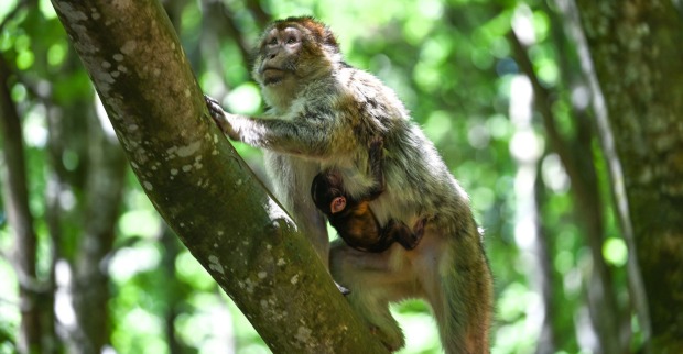 Affenweibchen mit Baby auf einem Bum