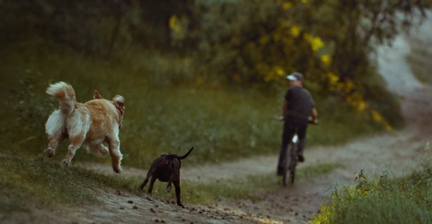 Ein Radfahrer wird von zwei Hunden verfolgt.