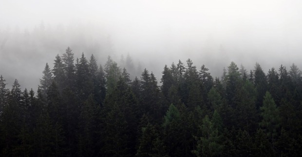 Ein düsterer Wald mit Nebel.