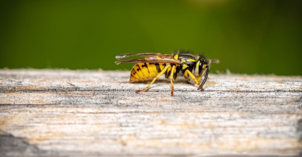 Wespe sitzt auf einem Baumstamm