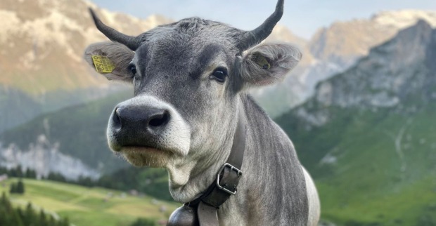 Eine Kuh der Rasse Grauvieh sieht freundlich in die Kamera. Im Hintergrund sind eine Alm und Berge, die teilweise schneebedeckt sind, zu sehen.