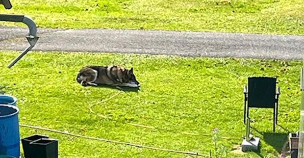 Der angreifende Schäferhund-Mischling liegt im Garten.