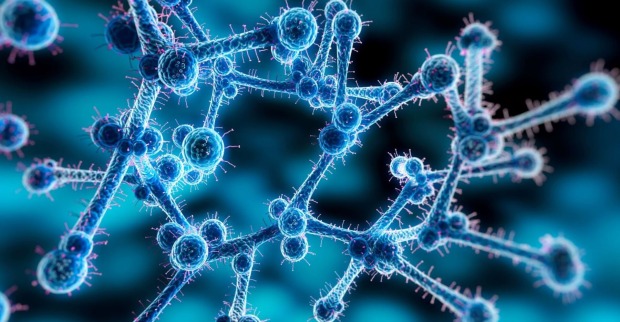 Candida auris fungi