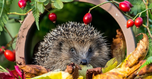 Igel sitzt im Laubhaufen | Credit: iStock.com/Callingcurlew23