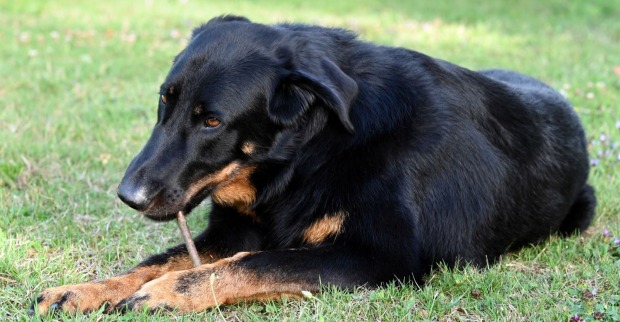 Bild eines französischen Hirtenhund