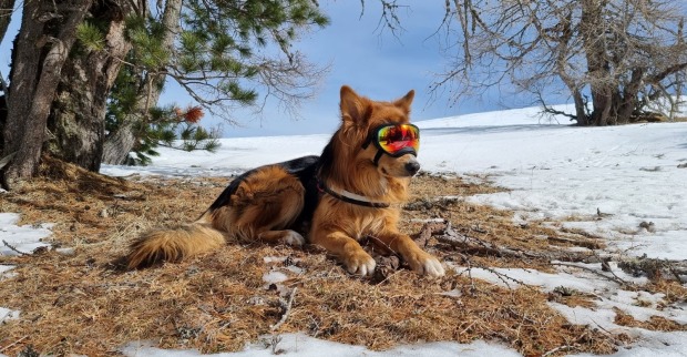 Suchhund Sammy mit Skibrille