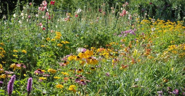 Viele verschiedene Blumen in einem wilden Garten.