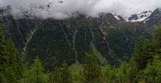 Ein Bergwald mit düsteren Wolken.