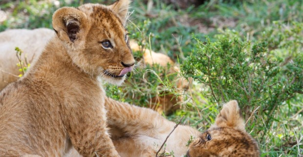 Löwenbabys im Gras