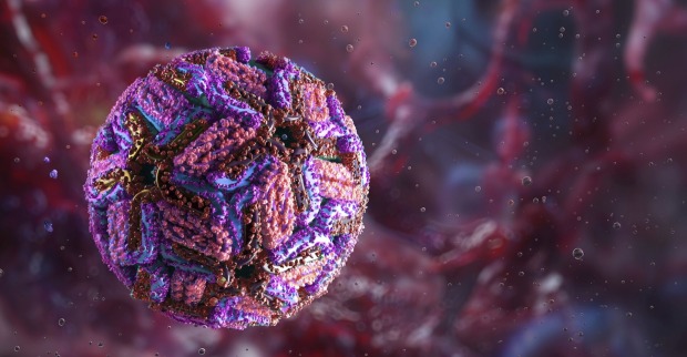 West-Nil-Virus fordert drei Todesopfer in Italien.