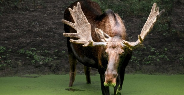 Elchbulle mit breitem, schaufelförmigem Geweih steht in einem Teich mit grünem Algenbewuchs und frisst Wasserpflanzen.