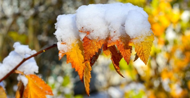 Bauernregel September – verschneite Herbstblätter symbolisieren Wettervorhersagen für Winter und weiße Weihnachten.