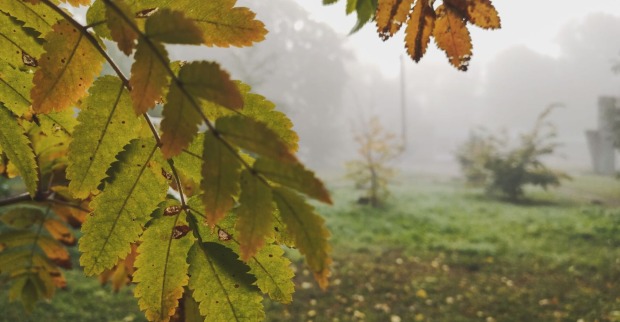 Herbstliche Stimmung mit Nebel.