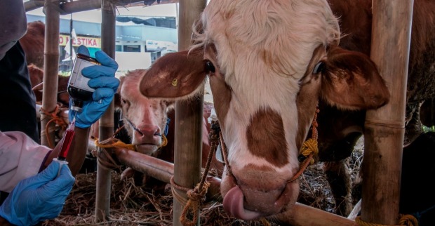 Krankes Rind, welches geimpft und behandelt wird
