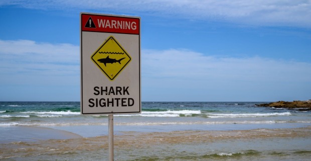 Ein Warnschild mit der Aufschrift „Shark sighted“ steht am Strand und weist auf Hai-Sichtungen im Meer vor Australiens Ostküste hin.
