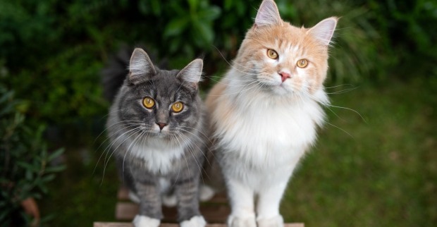 Zwei Katzen