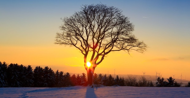 Ein Baum bei Sonnenuntergang im Winter.