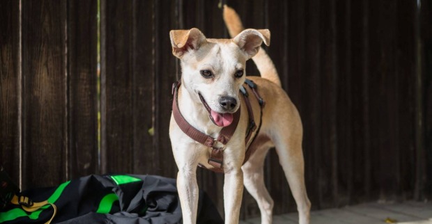 Der aus einem ungarischen Horrorhof gerettete Hund Finn in der Obhut von Tierschutz Austria