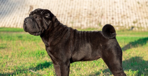 Shar Pei Erwachsener schwarzer, reinrassiger Hund auf dem Gras.
