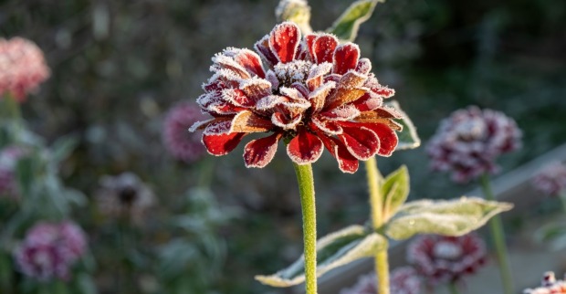 Verschneite Frühlingsblumen und blühende Rosen im Garten während des Kälteeinbruchs.